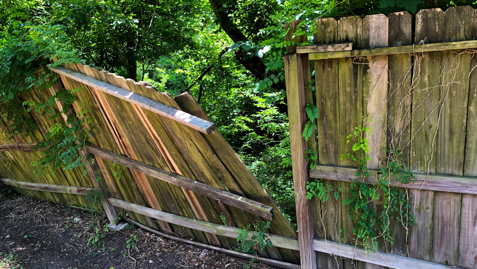Fence it right: timber for ensuring a sturdy winter defence.