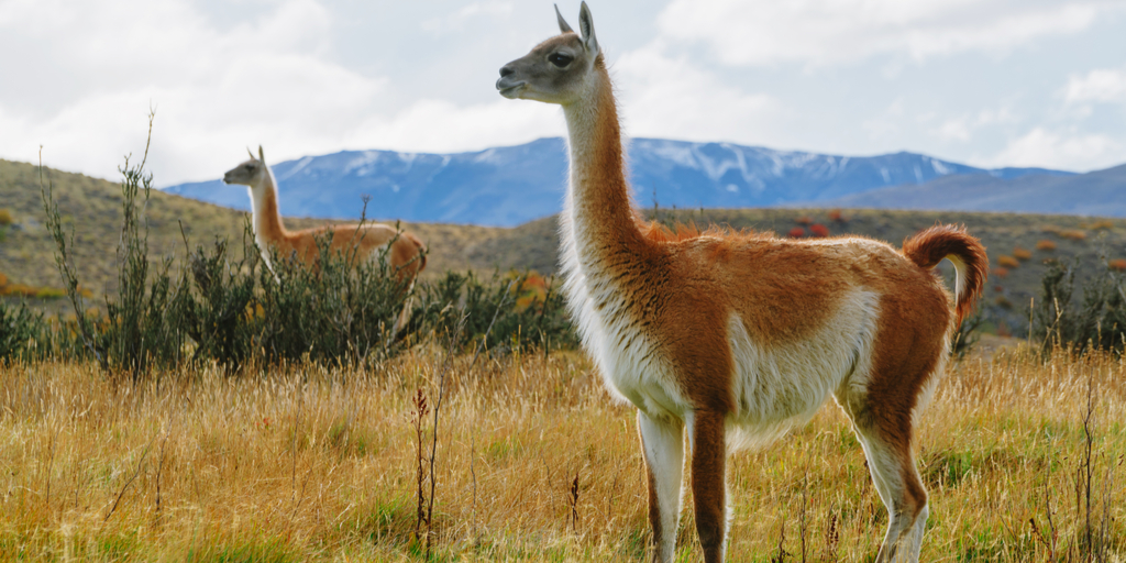 MST’s relationship with The Llama Park